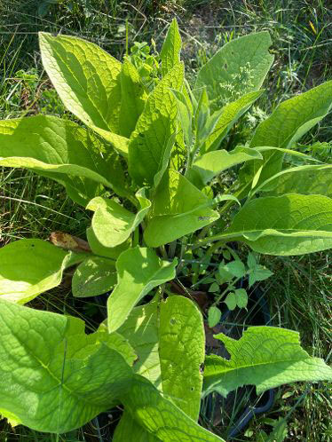 Medicina Herb Comfrey