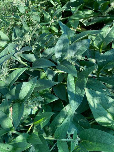 Medicinal Herb Comfrey