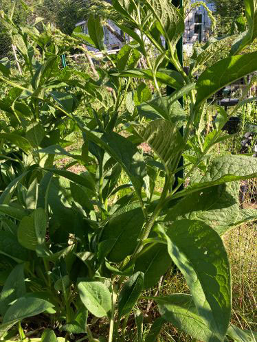 Medicinal Herb Comfrey
