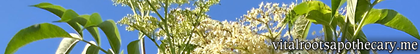 Medicinal garden herbs